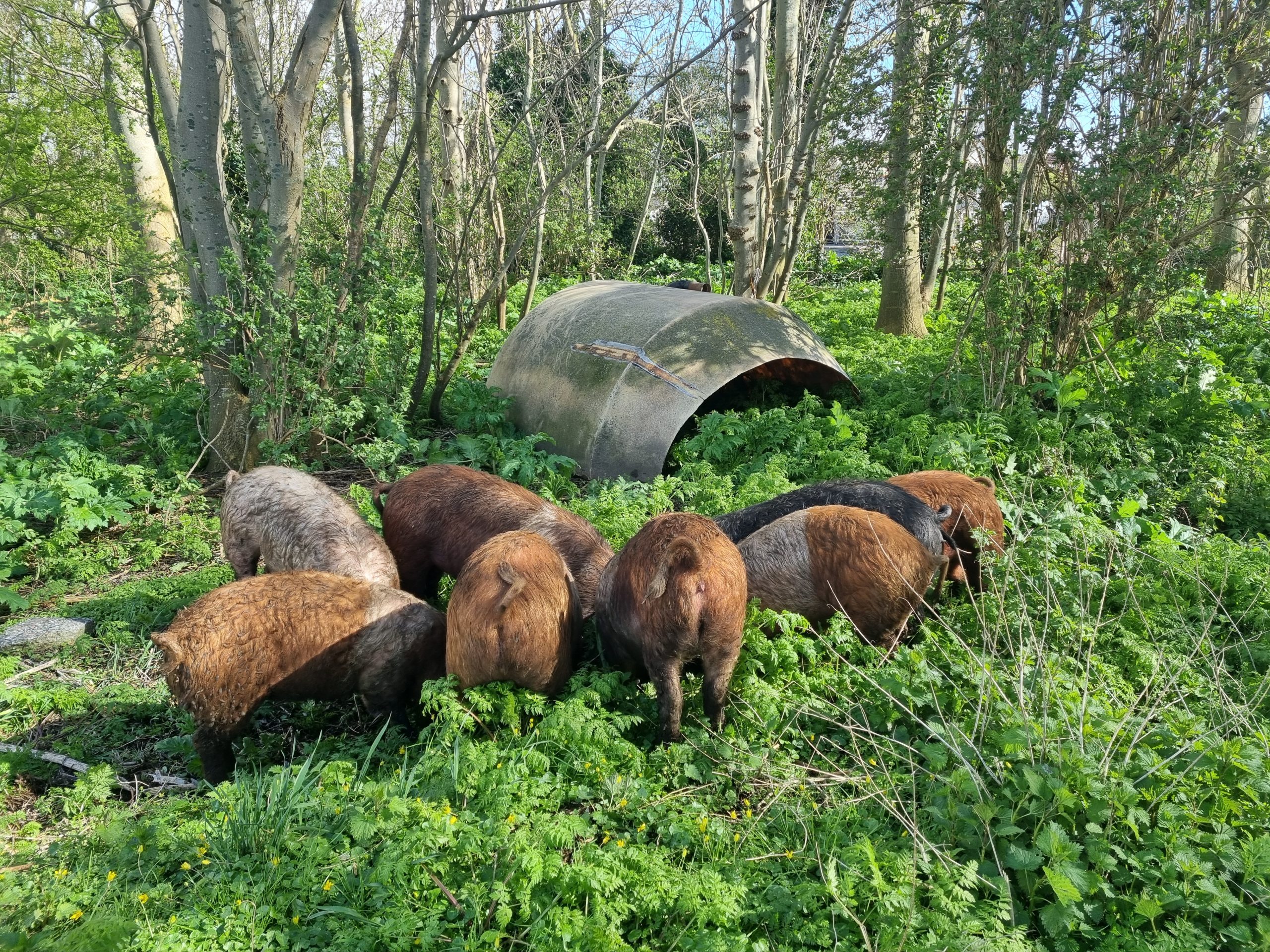 Varkens bestrijden Japanse Duizendknoop in Enkhuizen
