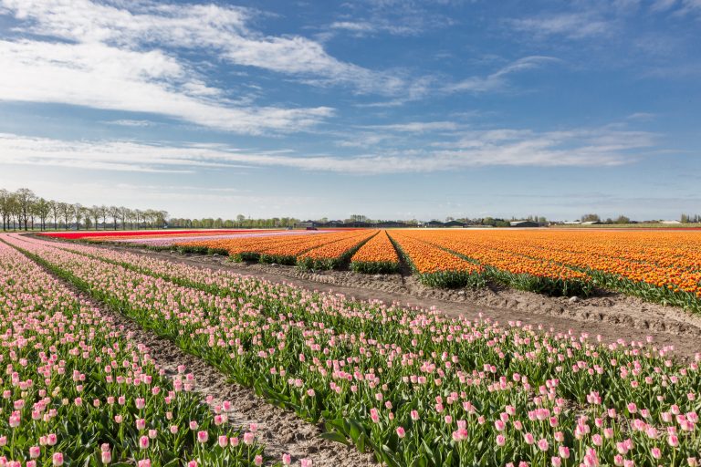 Tulpen in Venhuizen (2018)
