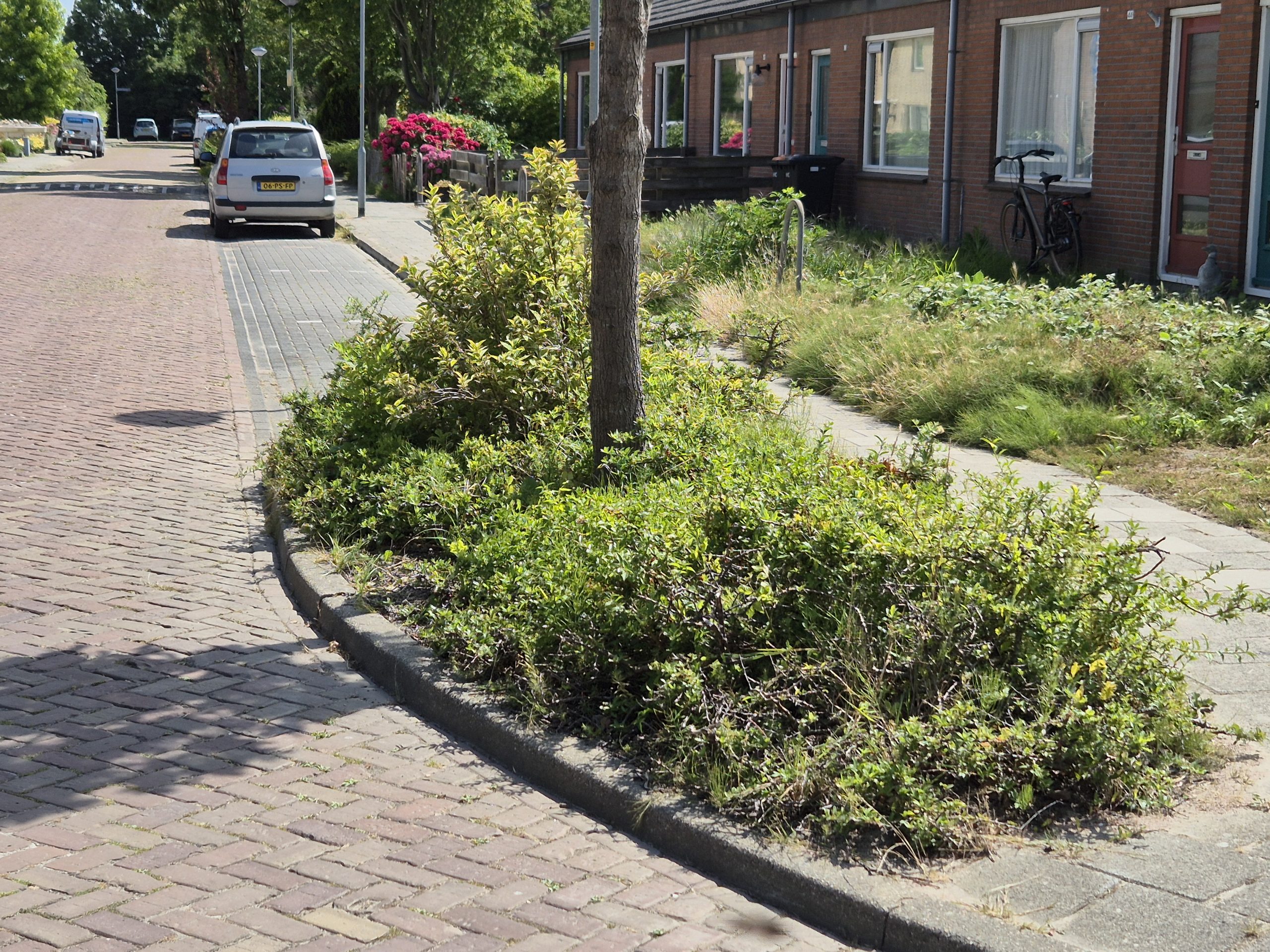 Bewoners rond Bernhardstraat in Hoogkarspel kiezen nieuwe beplanting: stemmen kan tot 18 augustus