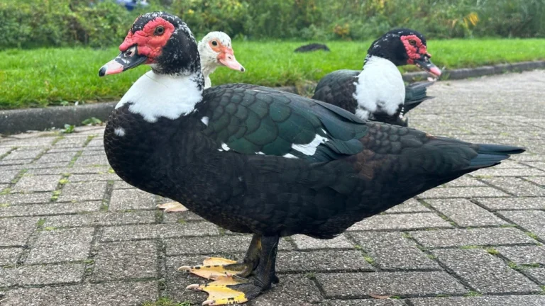 een zwarte muskuseend met een witte kraag en rode ogen